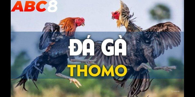 Đá Gà Thomo - Trải Nghiệm Thiên Đường Hấp Dẫn Tại ABC8